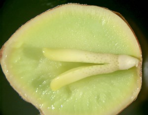 Ginkgo frø Delt Ginkgo frø