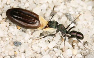 Myrmecochory Maur som lever av frø.